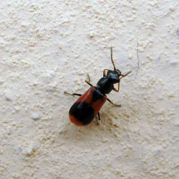 Anthocomus equestris (cf.) - Malachiidae